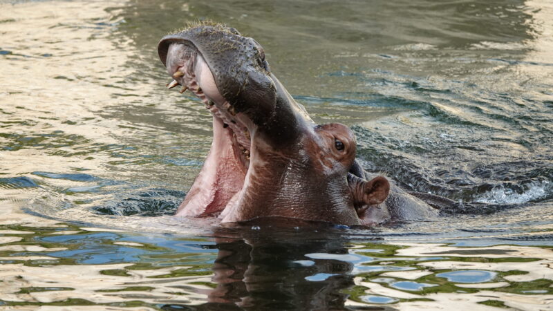 Na skok do pražské ZOO